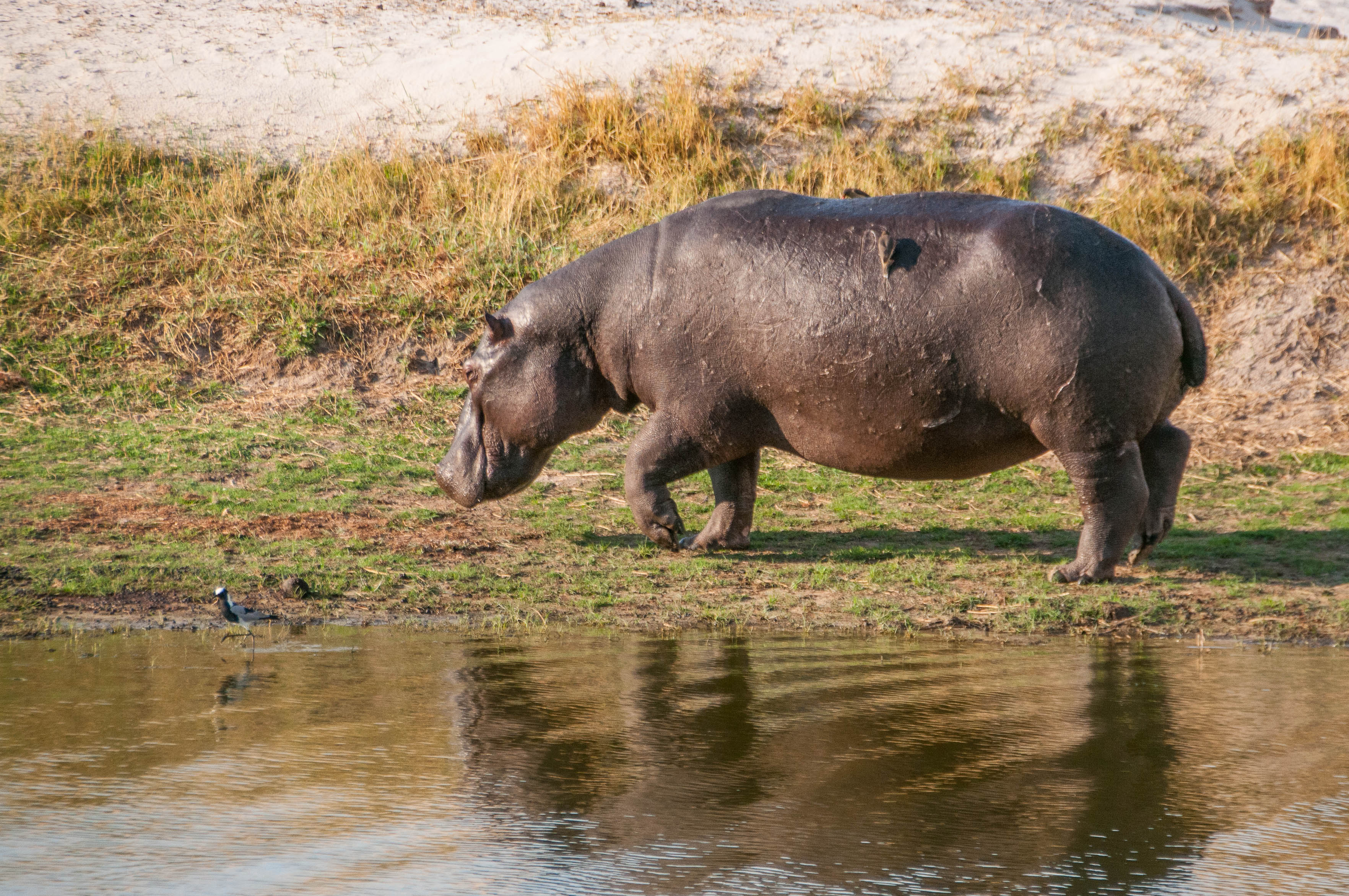 Hippopotame amphibien ou commun (Hippopotamus, Hippopotamus amphibius), adulte déambulant sur la berge de la rivière Chobe, Chobe National Park, Botswana.